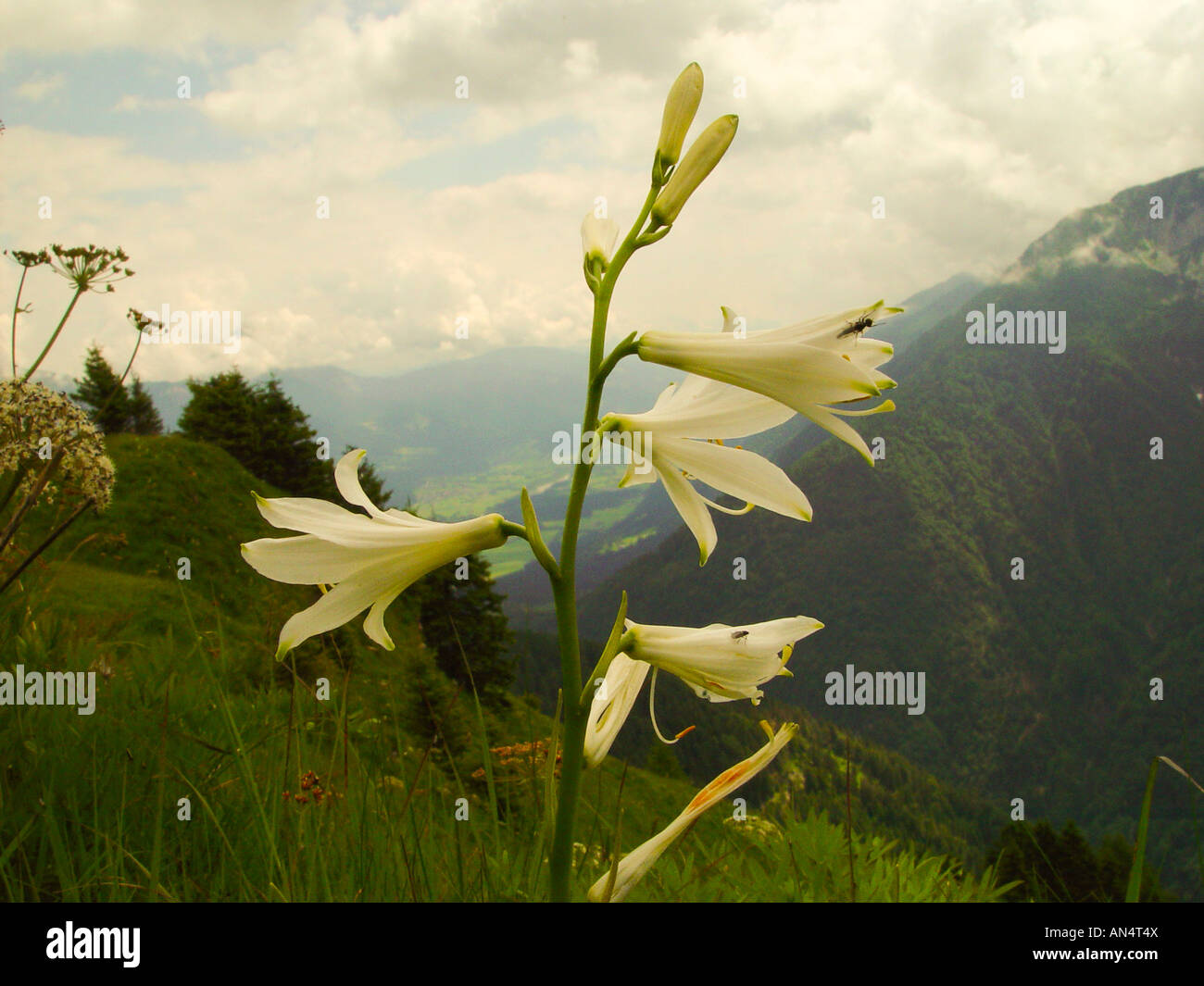 Paradisea liliastrum, weisse Paradieslilie, paradise lilies Banque D'Images