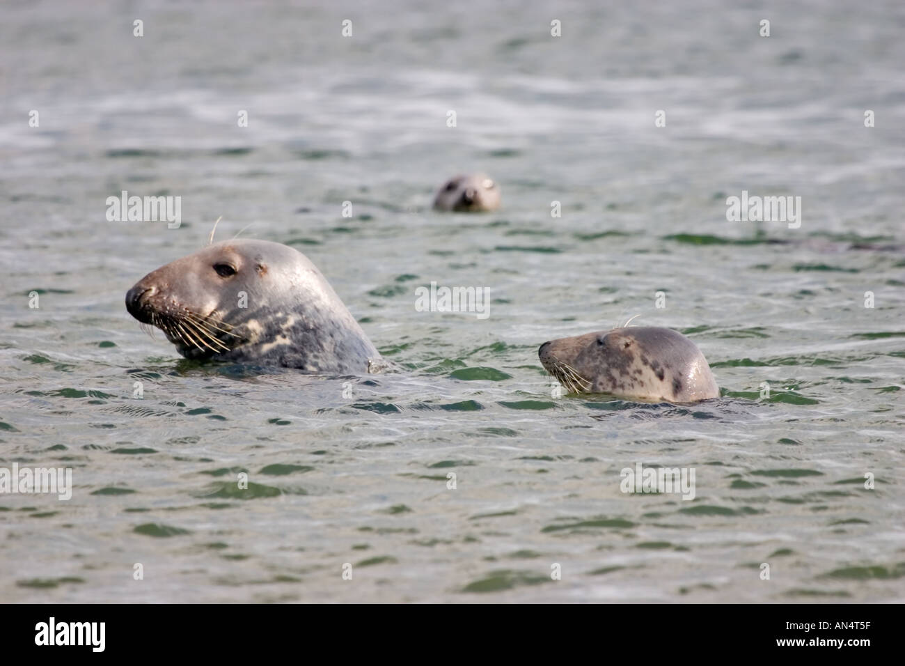 Les phoques gris adultes et adolescents dans la mer au large de la côte de Fife Ecosse Tentsmuir Point Banque D'Images