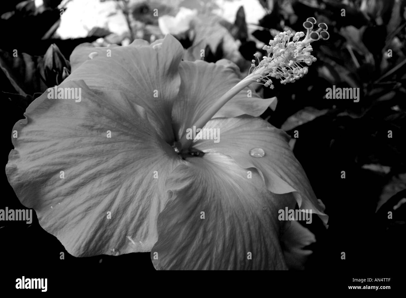 Fleur d'Hibiscus en noir et blanc. Une belle, fine art b&w photographie Banque D'Images Fleur d'Hibiscus en noir et blanc. Une belle, fine art b&w photographie Banque D'Images