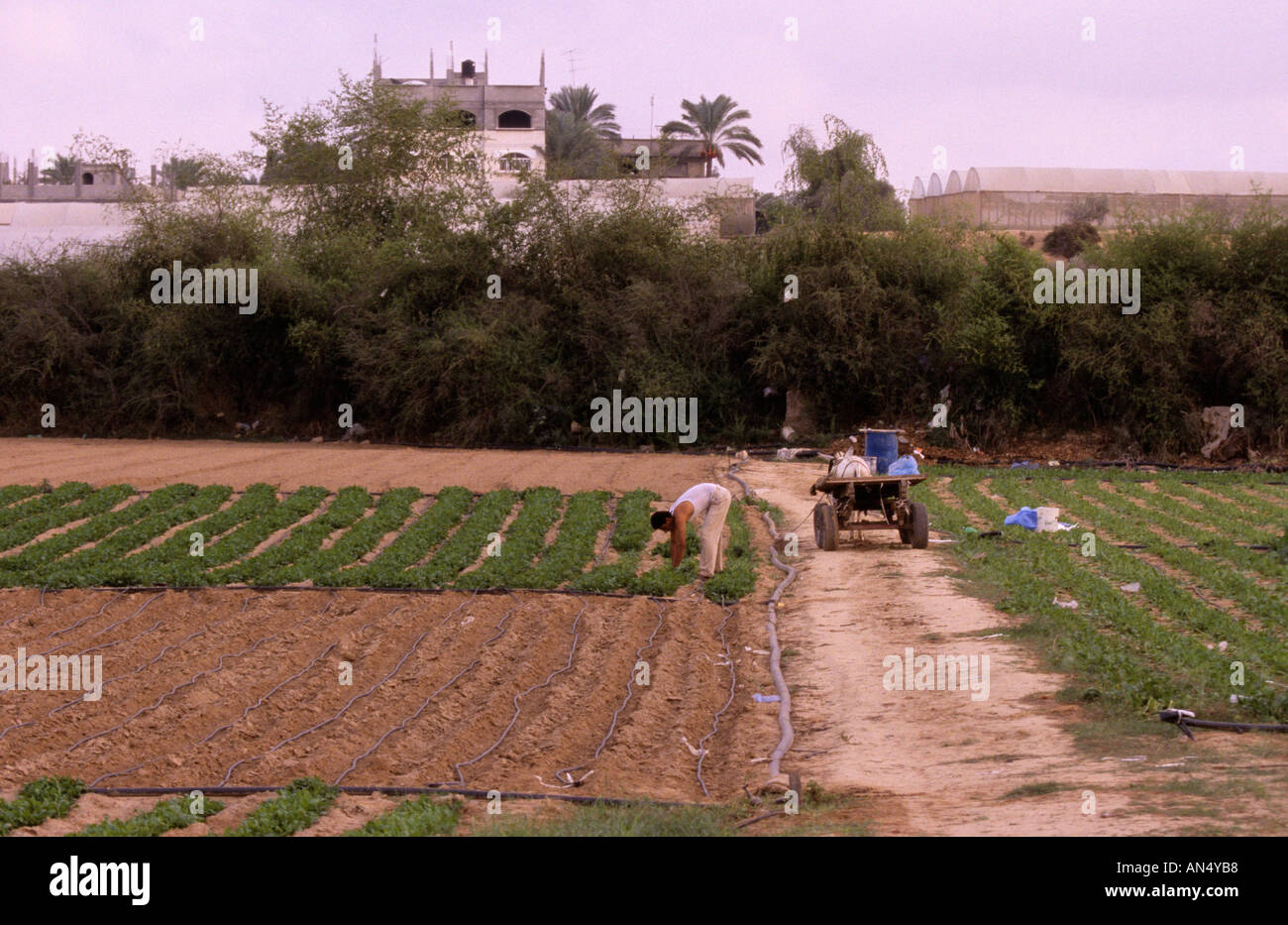 Exploitant agricole travaillant à la ferme, de Gaza, de la Palestine, Banque D'Images