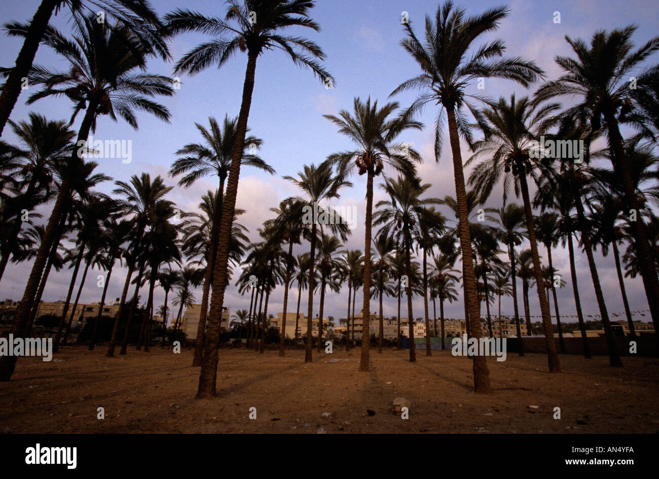 Rangées de cocotiers, de la bande de Gaza Banque D'Images