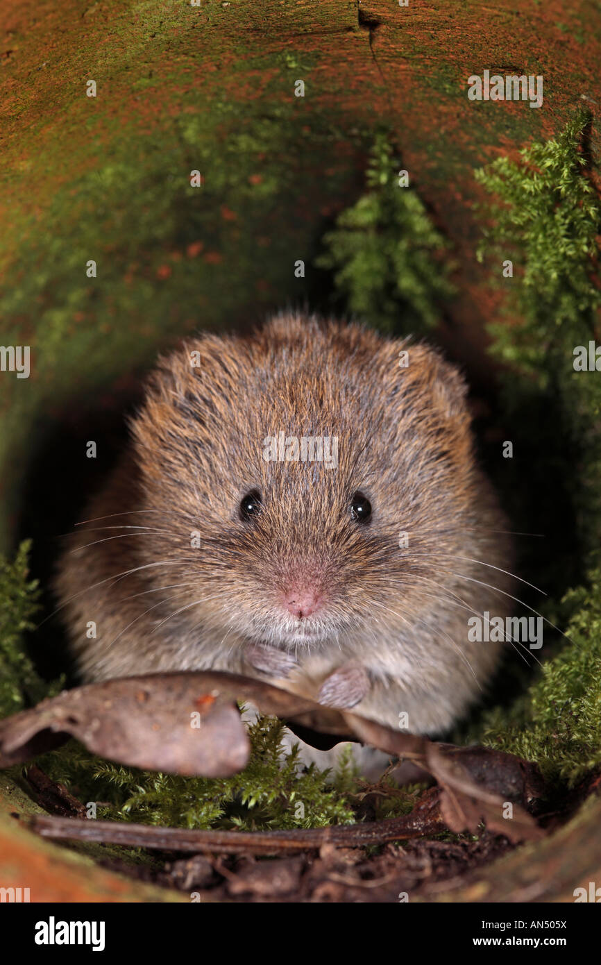 Campagnol des champs Microtus agrestis courts dans le vieux pot de fleurs à Potton alerte Bedfordshire Banque D'Images