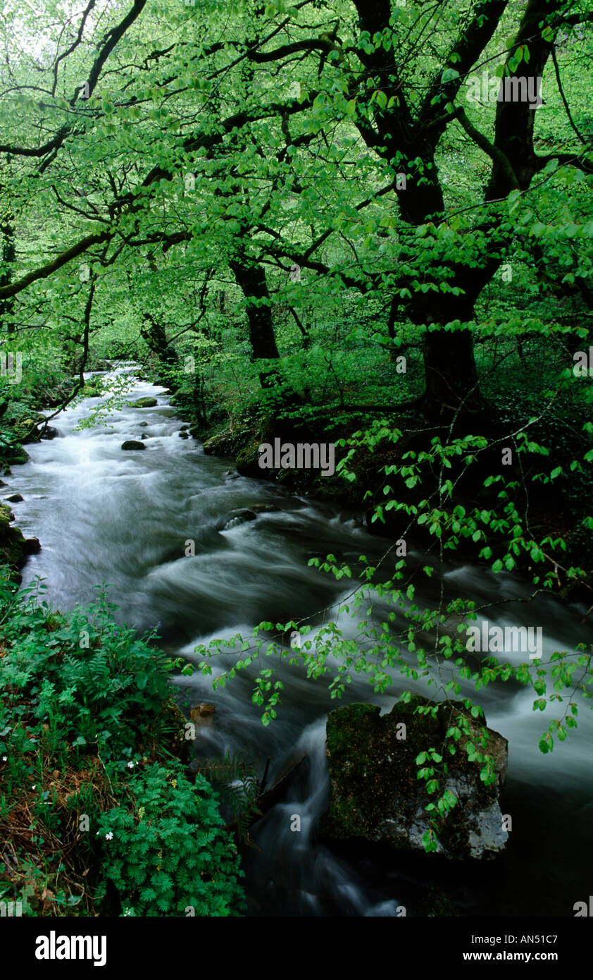 Hermo river à Fuentes de la Narcea Asturies espagne Parc Naturel Banque D'Images