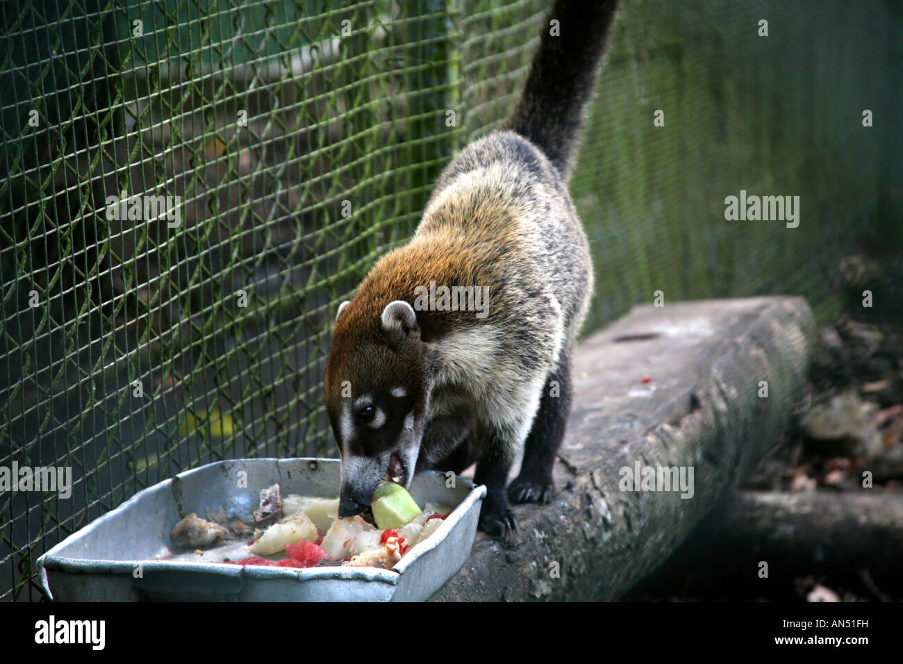 Tayra ou Eira barbara vu l'animal dans un refuge à Parque Nacional de Soberania Panama City Banque D'Images