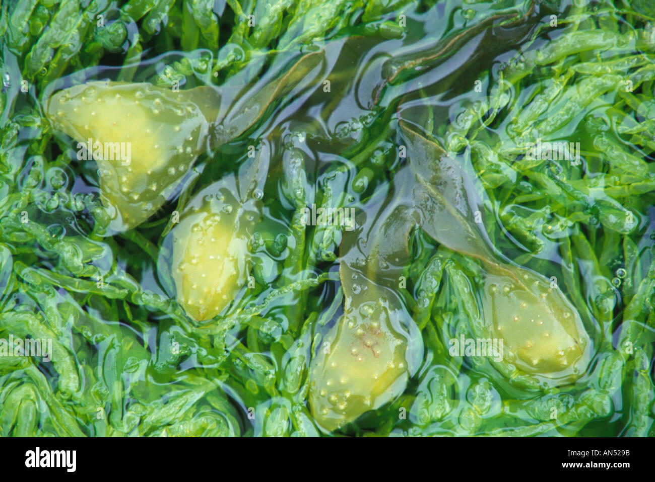 Des algues algues vertes flotte dans cuvette de Cape Elizabeth moi-NOUS Banque D'Images