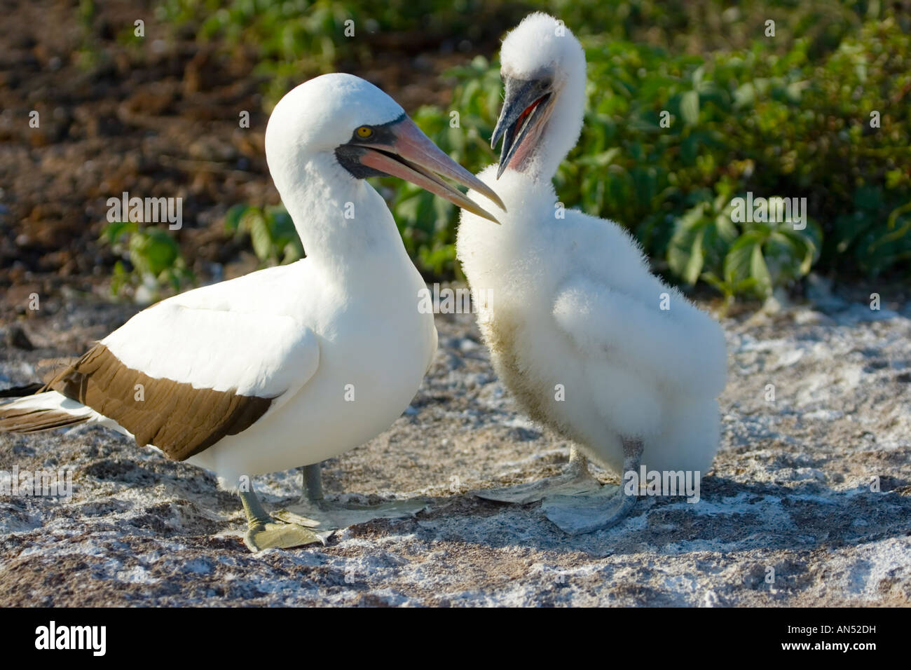 ( Nazca Booby sula masqué ), granti et chick Banque D'Images