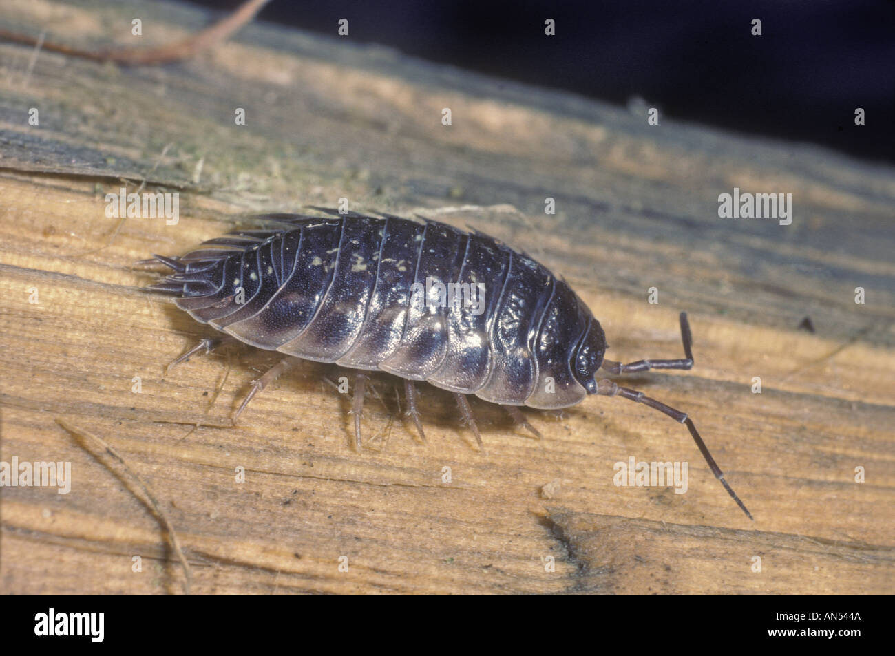 Poux de bois Banque de photographies et d’images à haute résolution - Alamy