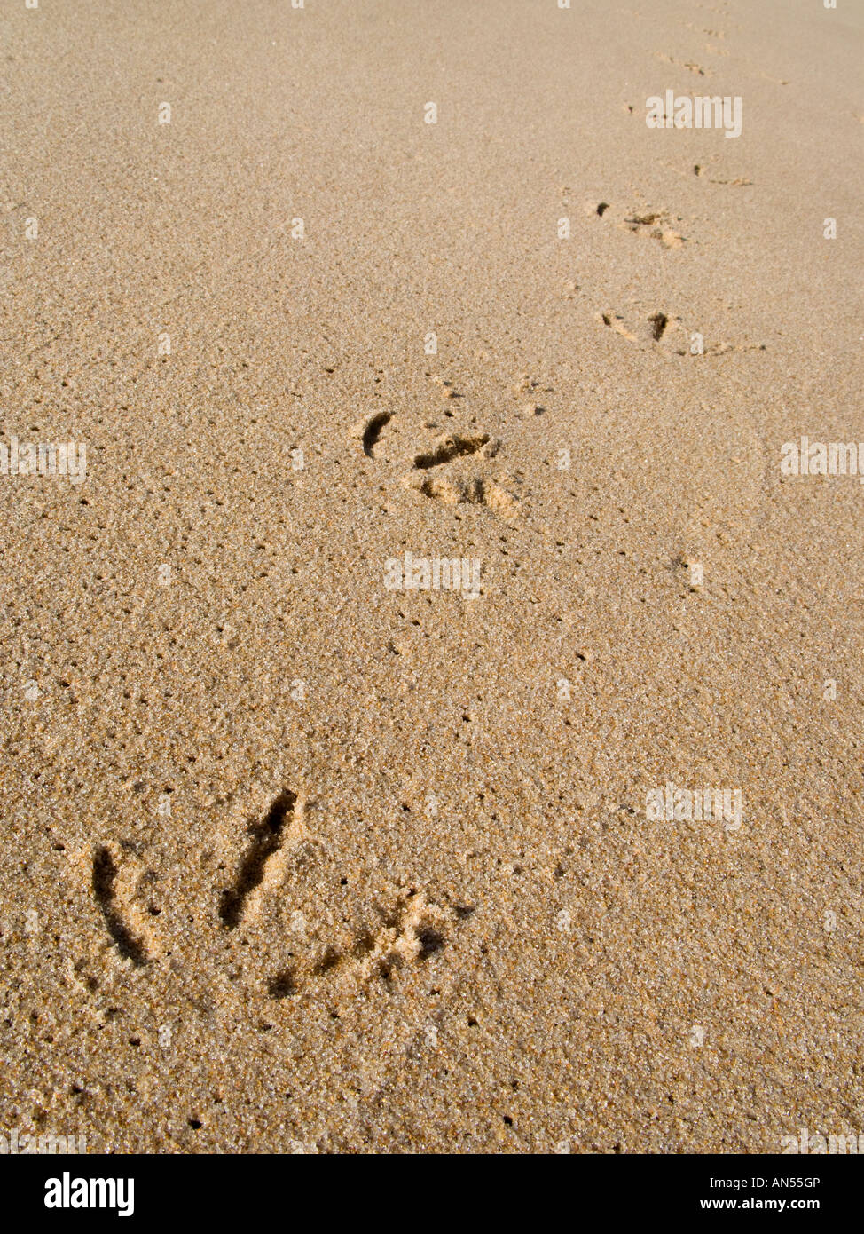 L'empreinte sur une mouette plage sable d'or Banque D'Images