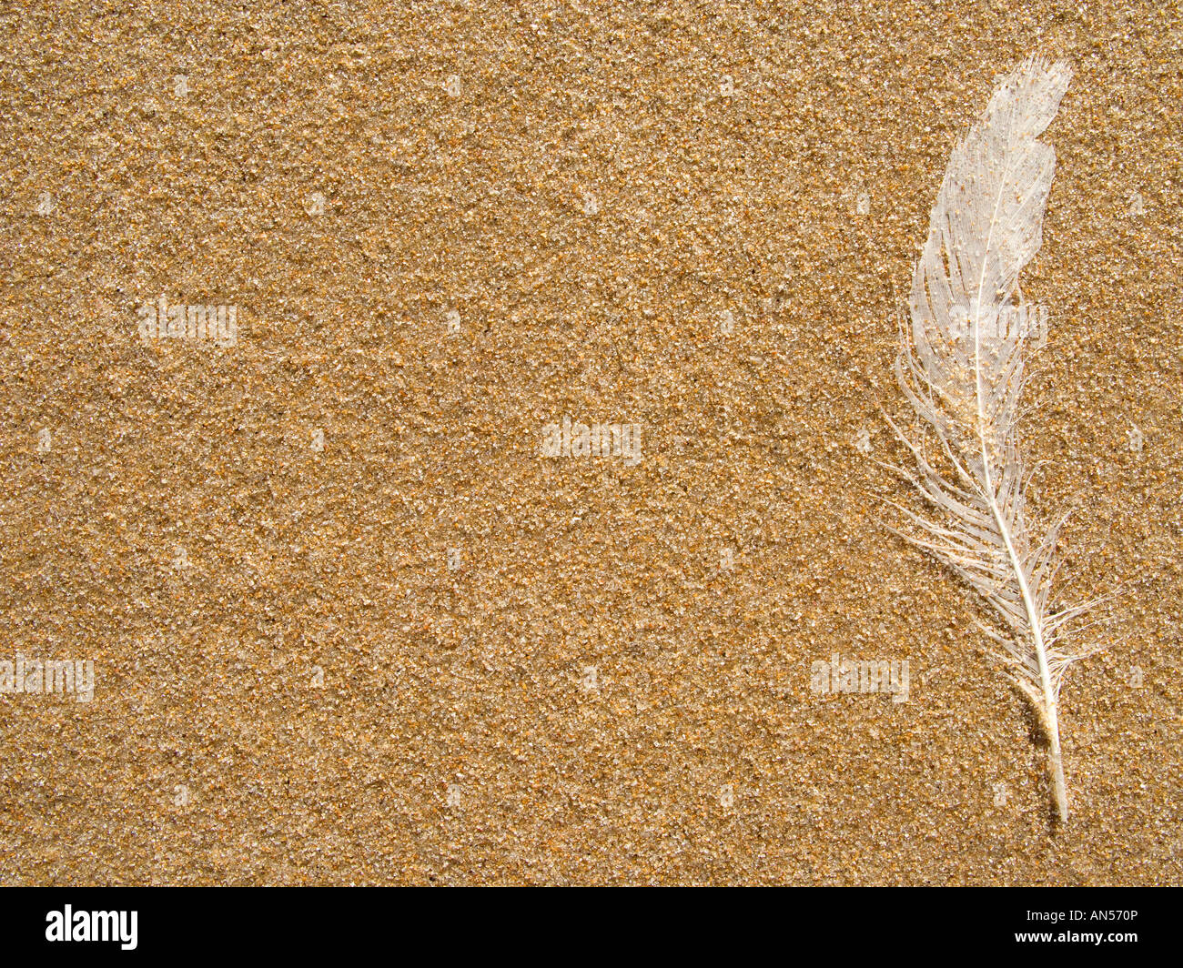 Perdu des plumes mouette blanche sur le sable en fonte Banque D'Images