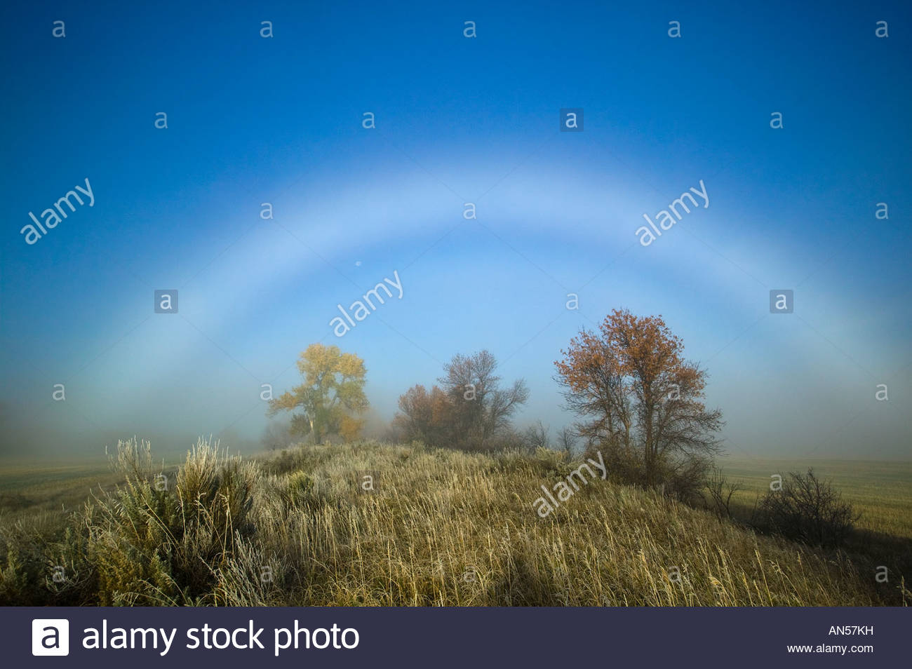 Un fogbow plusieurs cadres lumineux arbres croissant sur une falaise au-dessus de la rivière Missouri entre Peuplier et Brockton, Montana. Banque D'Images