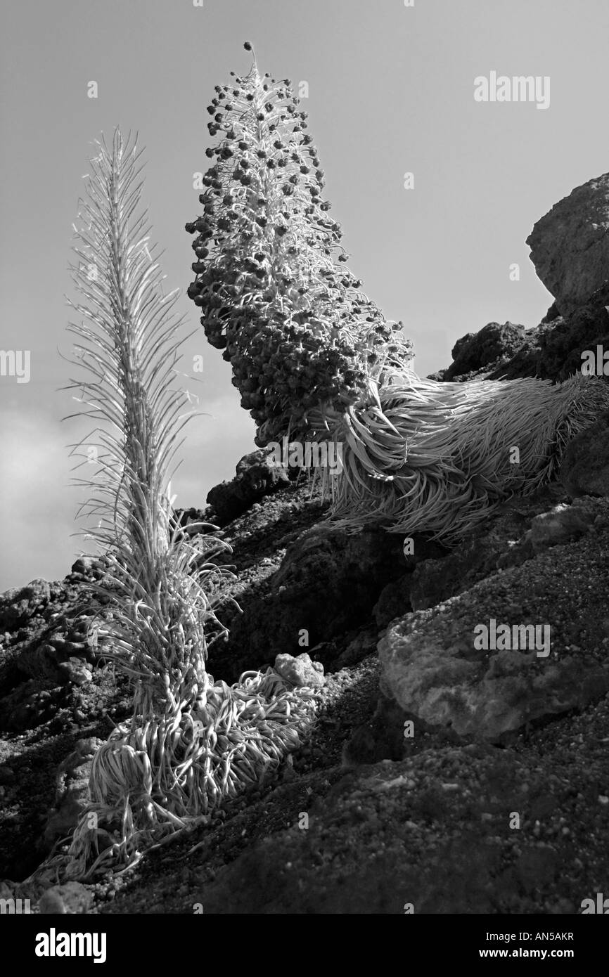 Bromo cratère plante, aussi Ahinahina ou Hinahina (Argyroxiphium Sandwicense d'Amérique latine), dans le Parc National de Haleakala Maui Hawaii USA Banque D'Images