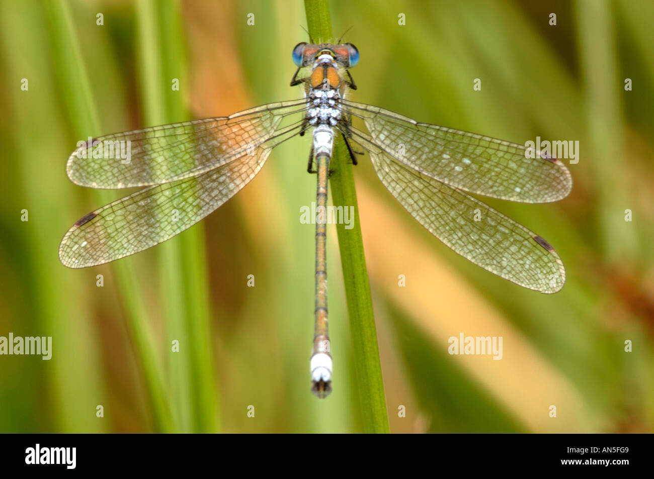 Le cerf bleu Libellule Ischnura elegans Banque D'Images