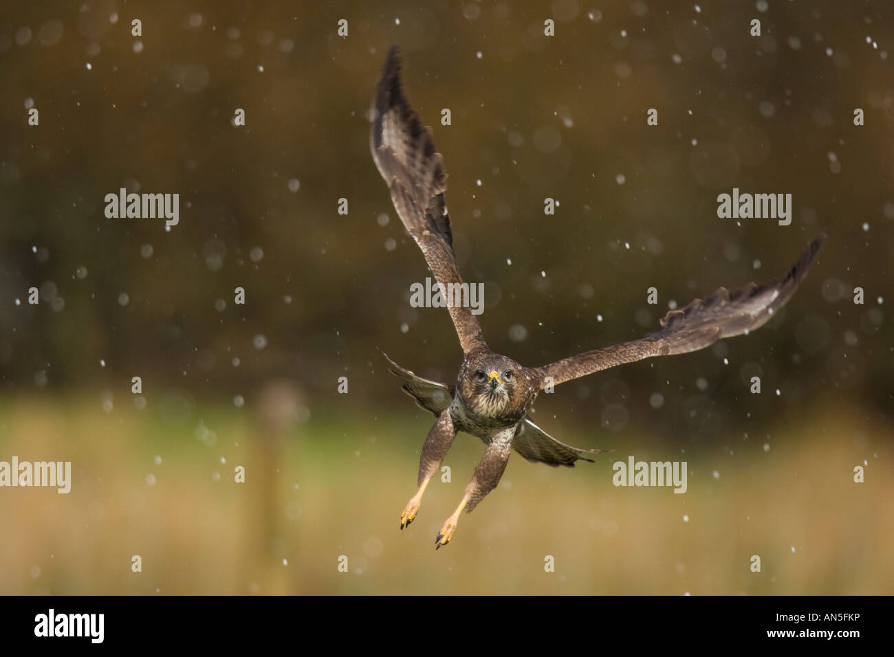 Eurasian Buzzard (Buteo buteo) voler dans une tempête de grêle Banque D'Images