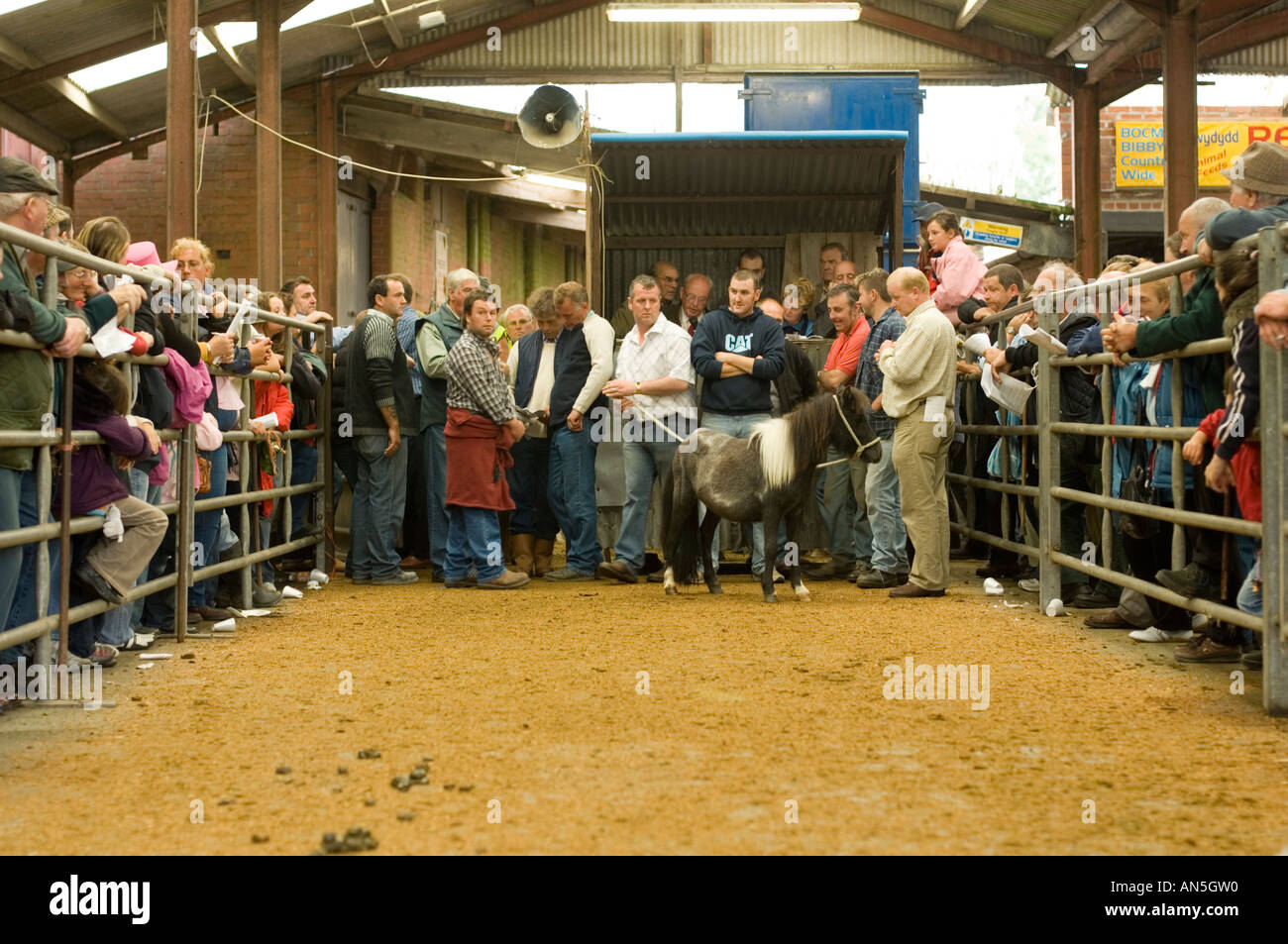 L'encan à l'Llanybydder (llanybyther) Pays de Galles UK - mensuel foire aux chevaux qui a eu lieu le dernier jeudi de chaque mois Banque D'Images