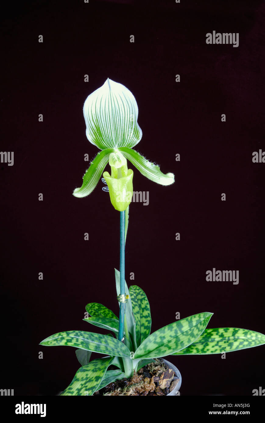 Paphiopedilum Goulterianum Banque D'Images