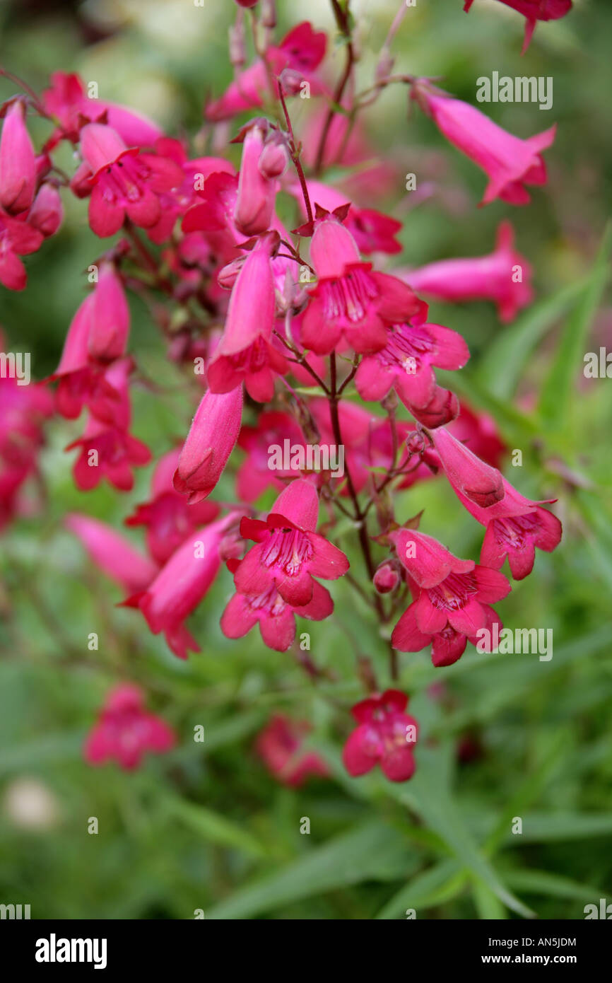 Langue barbe Penstemon Garnet plante vivace herbacée originaire d'Amérique du Nord Banque D'Images