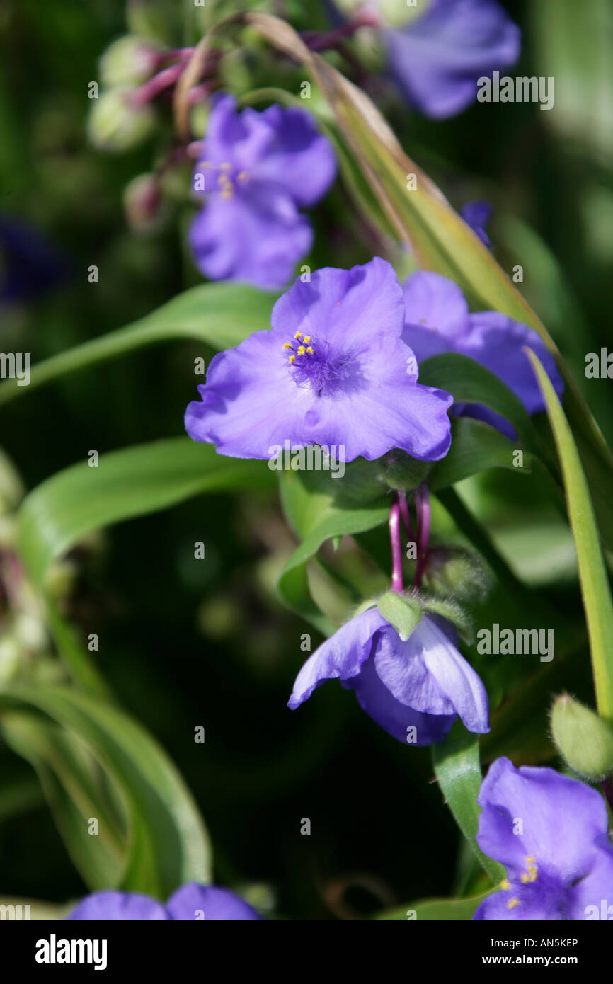 Tradescantia Tradescantia ohiensis Tradescantie aka Bluestone Commelinaceae Banque D'Images