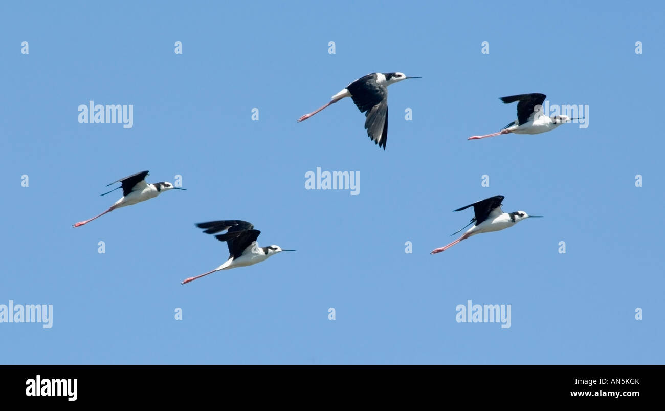 Himantopus melanurus Échasses d'Amérique du Sud Banque D'Images