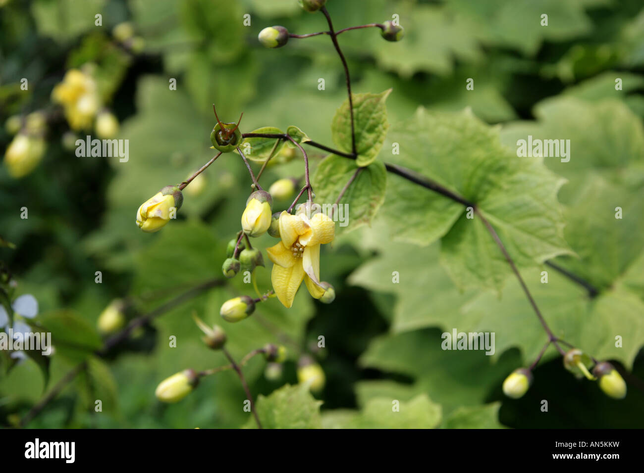 Cire jaune Cloches, Kirengeshoma palmata, Hydrangeaceae, Corée Banque D'Images