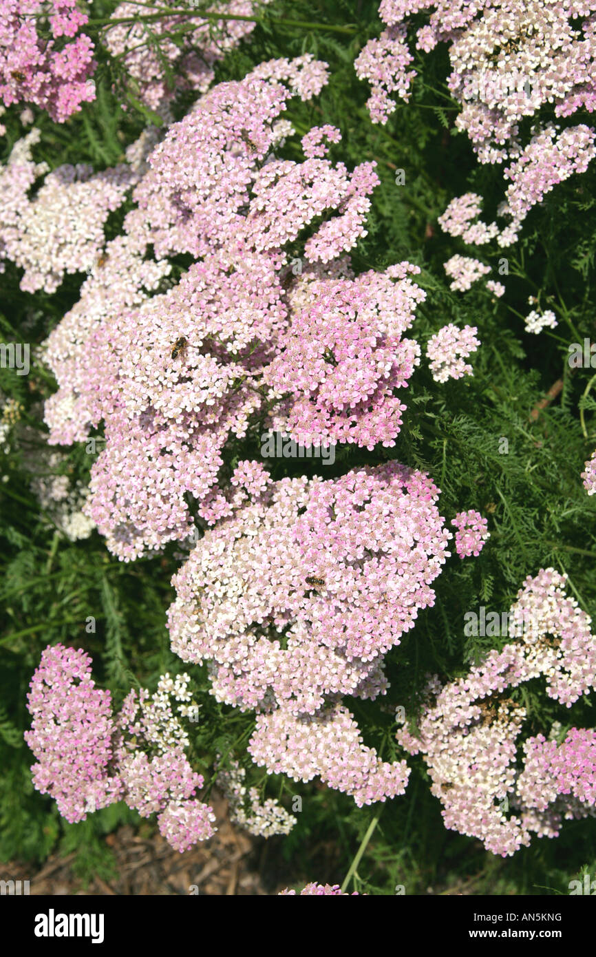Achillée millefeuille, Achillea millefolium, Asteraceae Banque D'Images