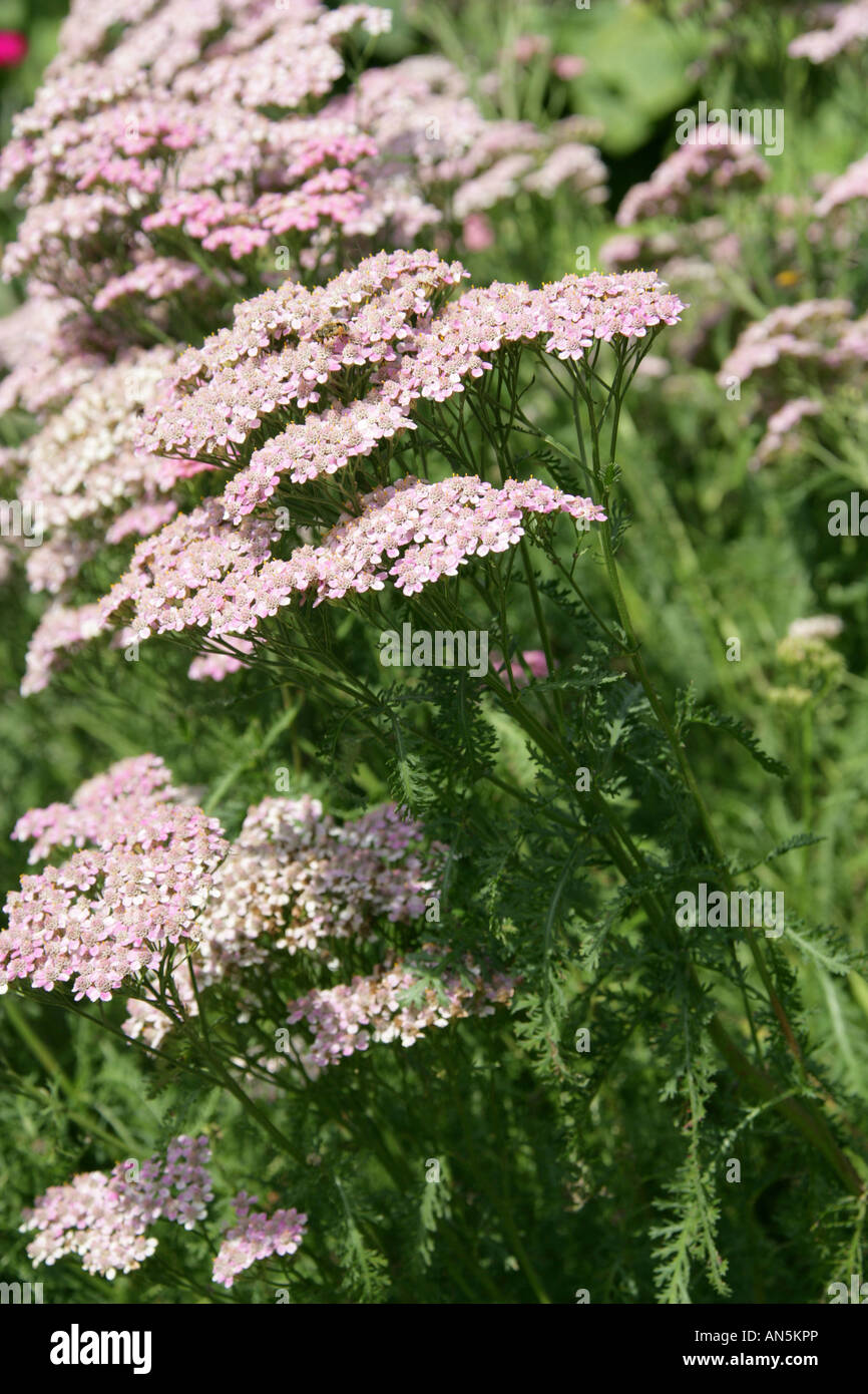 Achillée millefeuille, Achillea millefolium, Asteraceae Banque D'Images