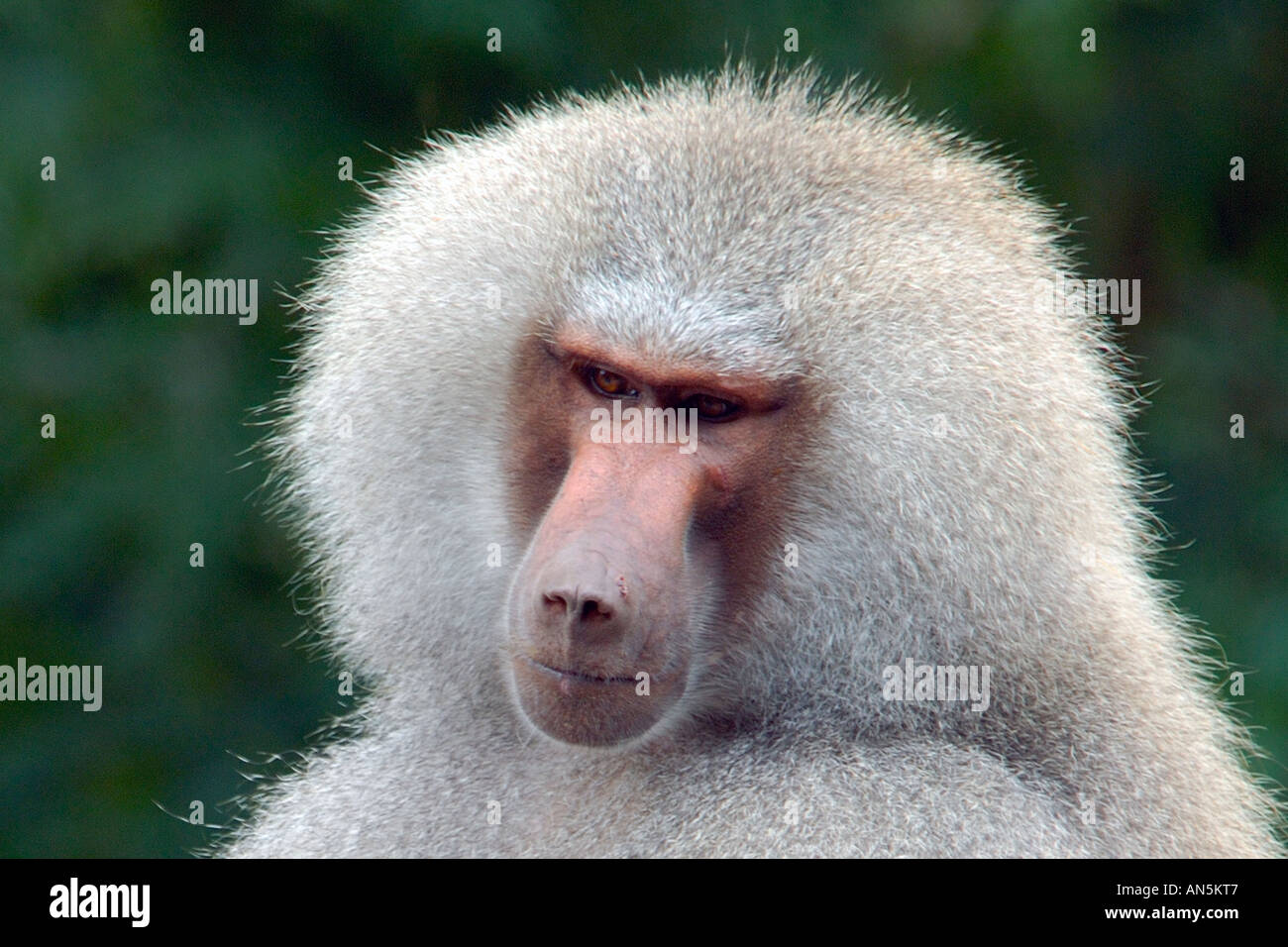 Close up head and shoulders portrait of male Hamadryas Baboon Papio hamadryas à la solennelle et réfléchie Banque D'Images