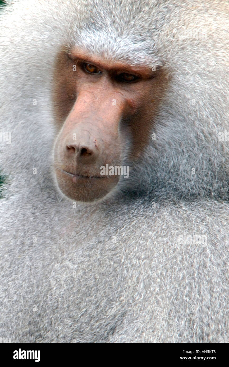 Close up intime head and shoulders portrait of male Hamadryas Baboon Papio hamadryas à la solennelle et réfléchie Banque D'Images