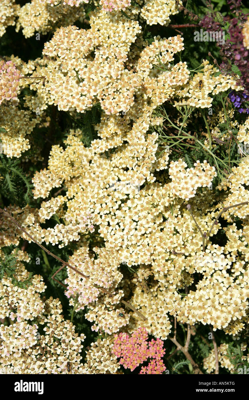 Achillée millefeuille, Achillea millefolium, Asteraceae Banque D'Images