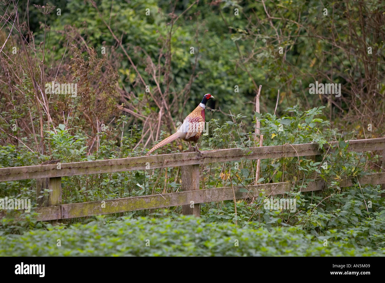 Le faisan mâle perché sur une clôture Cotswolds Oxfordshire England Banque D'Images