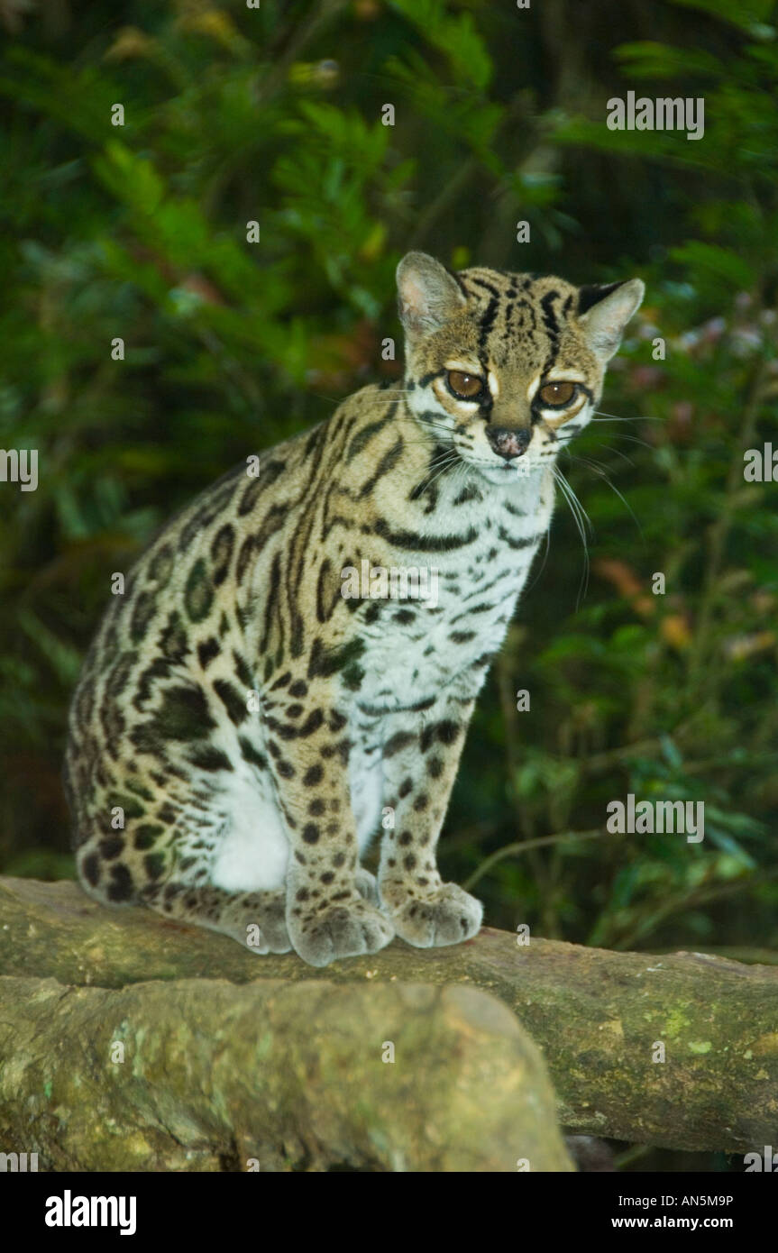 (Margay Leopardus wiedii captive) Costa Rica Banque D'Images