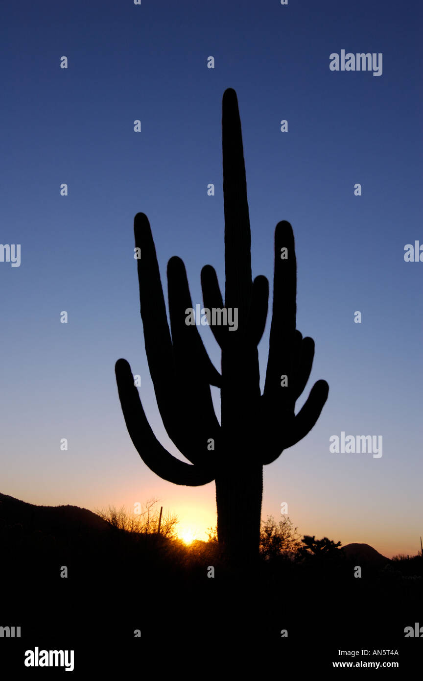 Cactus géant saguaro Saguaro National Park au coucher du soleil en Arizona Banque D'Images