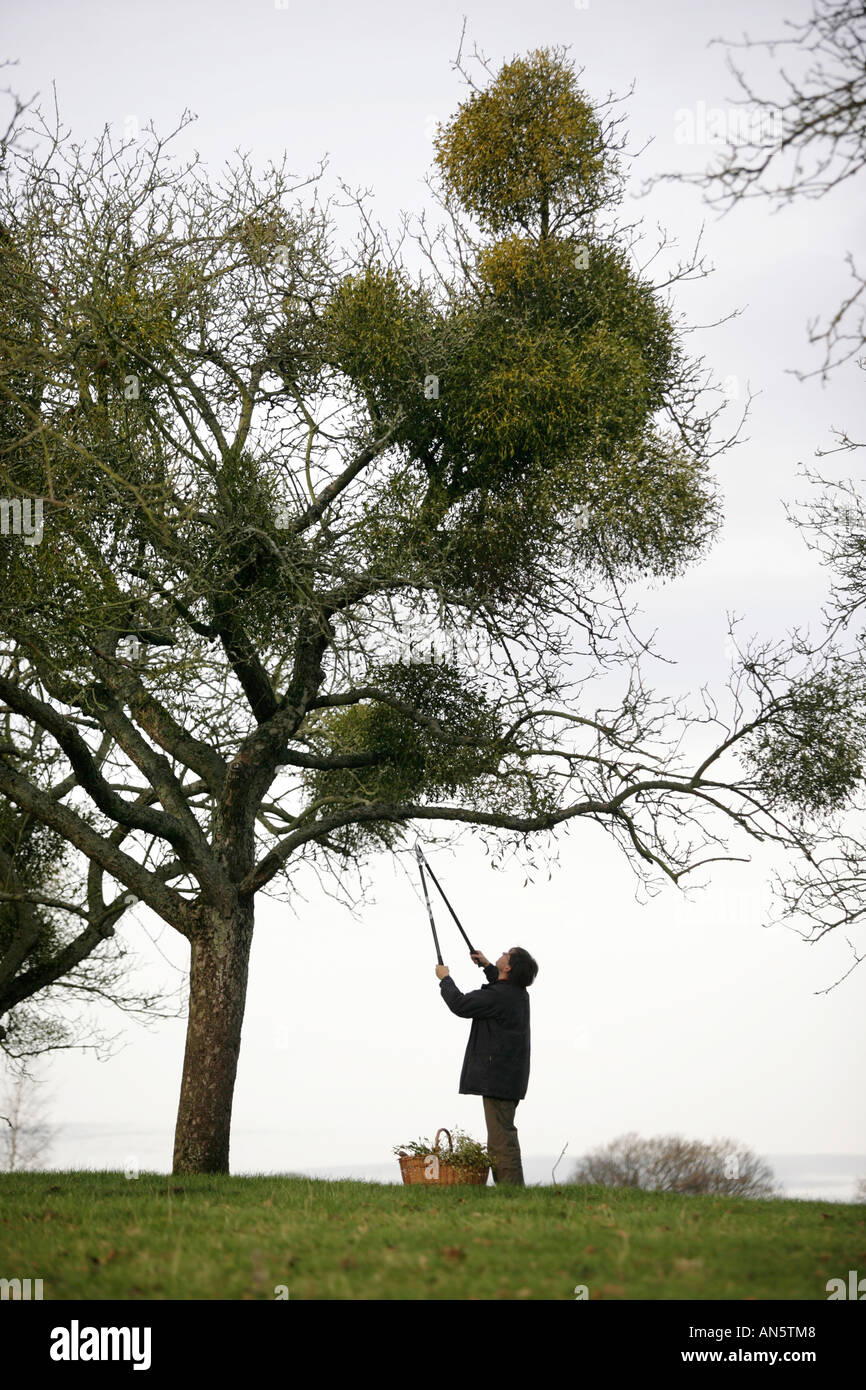 Le gui de la collecte d'arbres près de Tenbury Wells dans le Worcestershire UK Banque D'Images