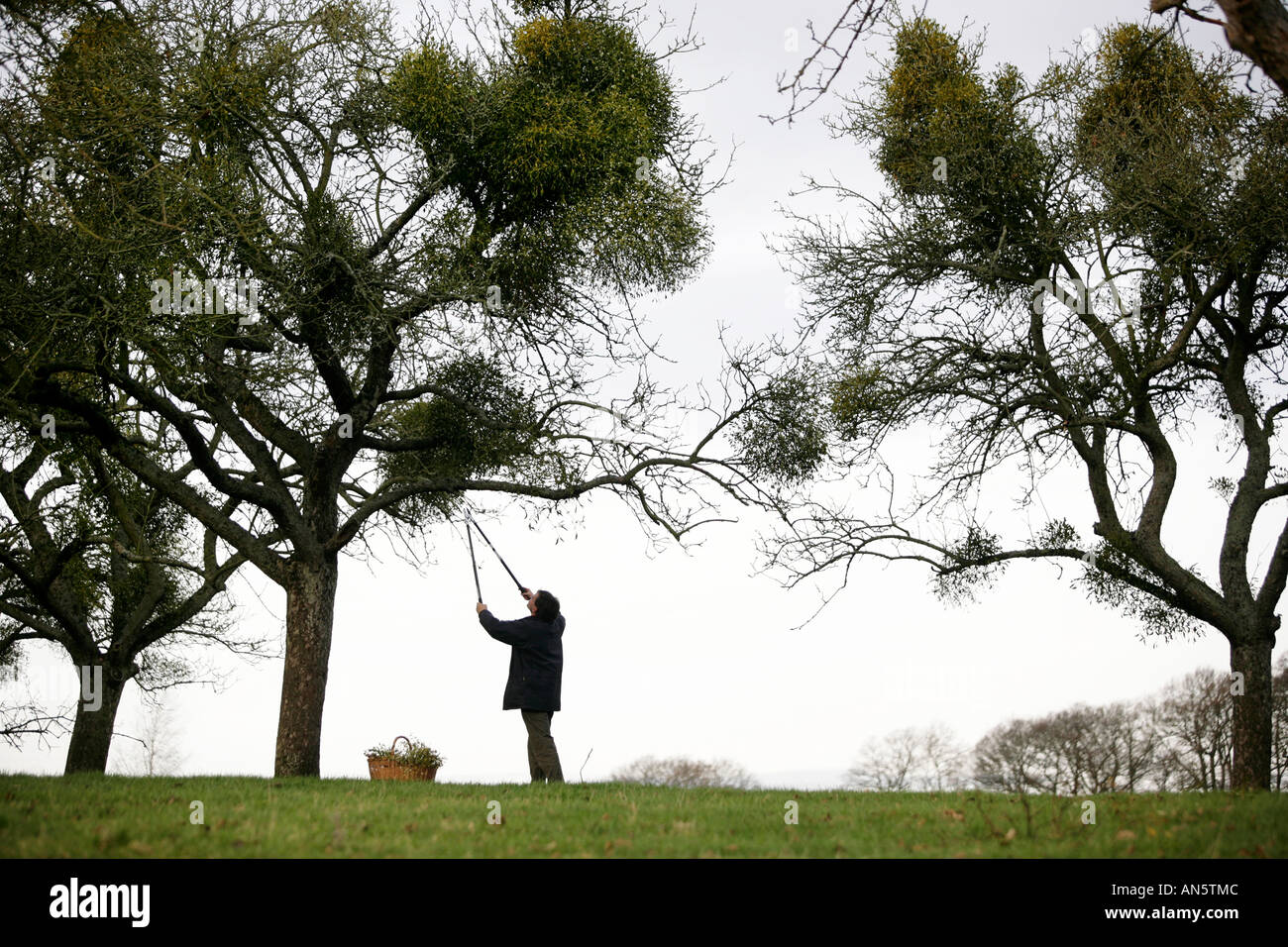 Le gui de la collecte d'arbres près de Tenbury Wells dans le Worcestershire UK Banque D'Images