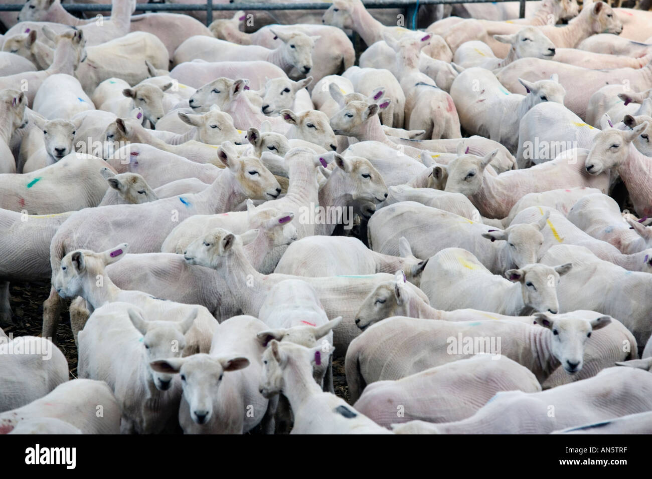 Moutons dans un enclos au Royal Welsh Show à Builth Wells au Pays de Galles qu'ils viennent d'être tondus dans le concours de la tonte des moutons Banque D'Images