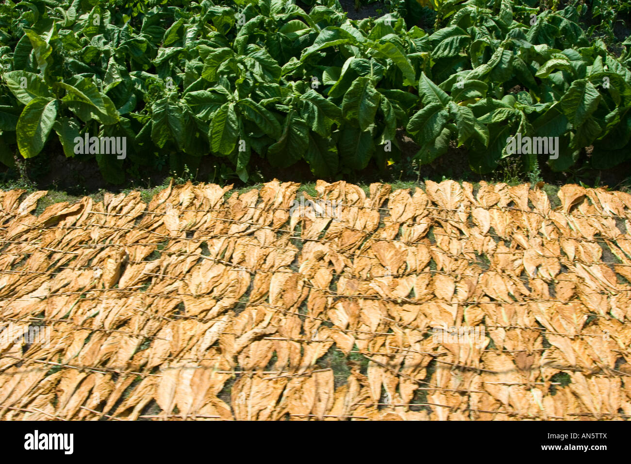 Plante de tabac l'Indonésie Java de séchage Banque D'Images