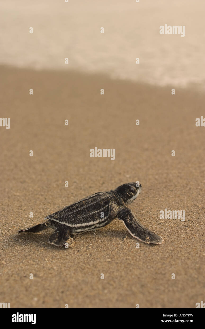 Des tortues luths en rampant à l'océan Banque D'Images