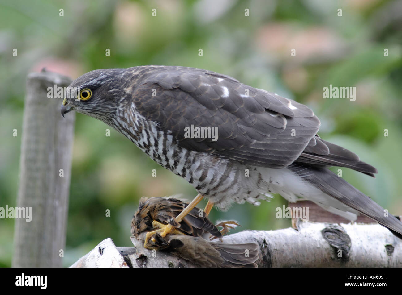 Sparrow Hawk (Accipiter nisus), un oiseau de proie qui chasse les oiseaux de petite taille, par exemple les oiseaux chanteurs. Celui-ci pris un moineau. Banque D'Images