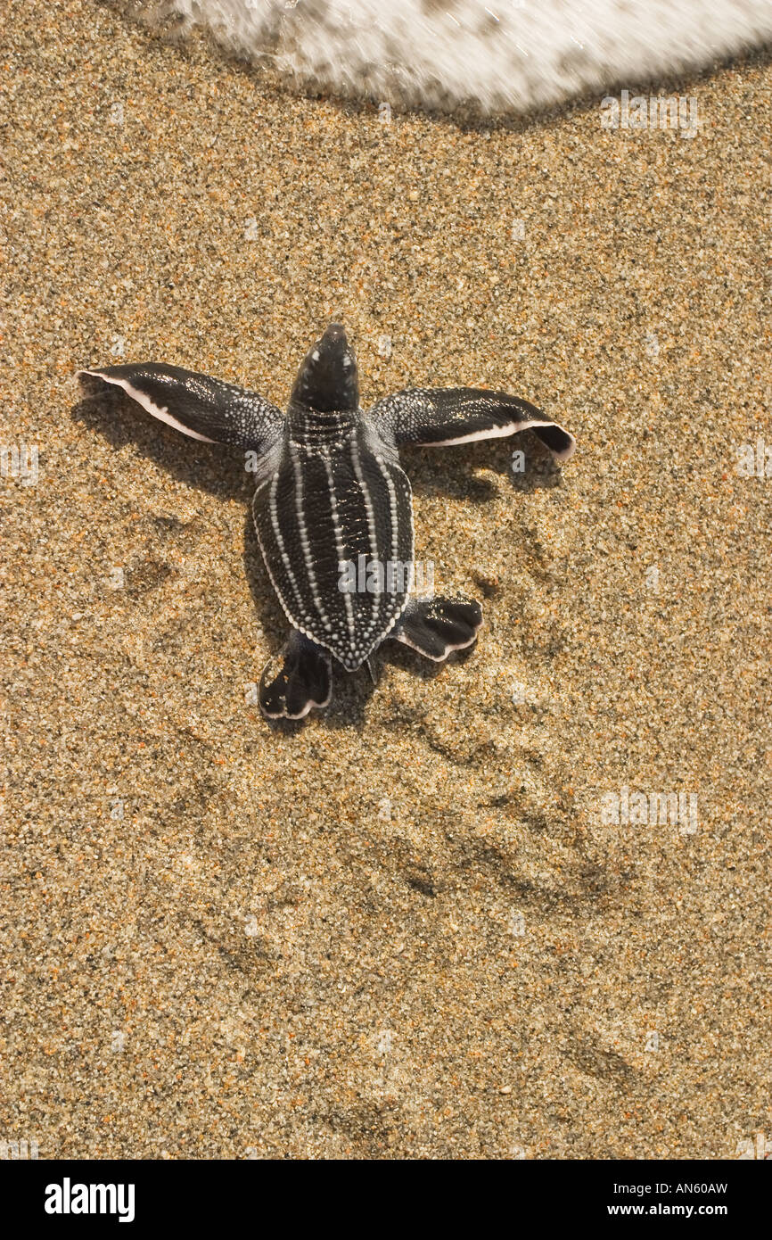 L'éclosion des tortues de mer Banque D'Images