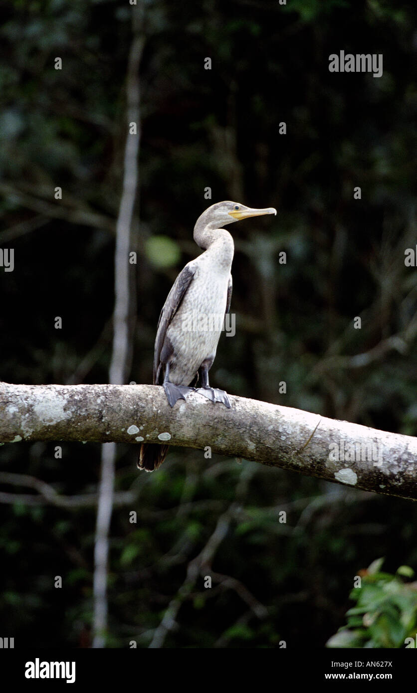 Cormorant néotropique immature, Phalacrocorax brasilianus, au lac Gatun dans le canal de Panama, République du Panama. Banque D'Images