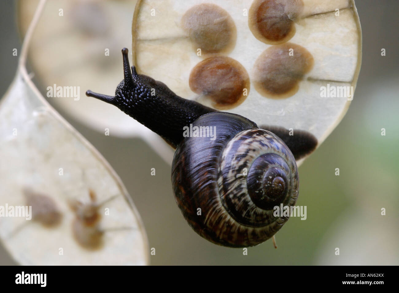 Le cep a passé sur la tête de l'escargot de semences (Arianta arbustorum) Banque D'Images