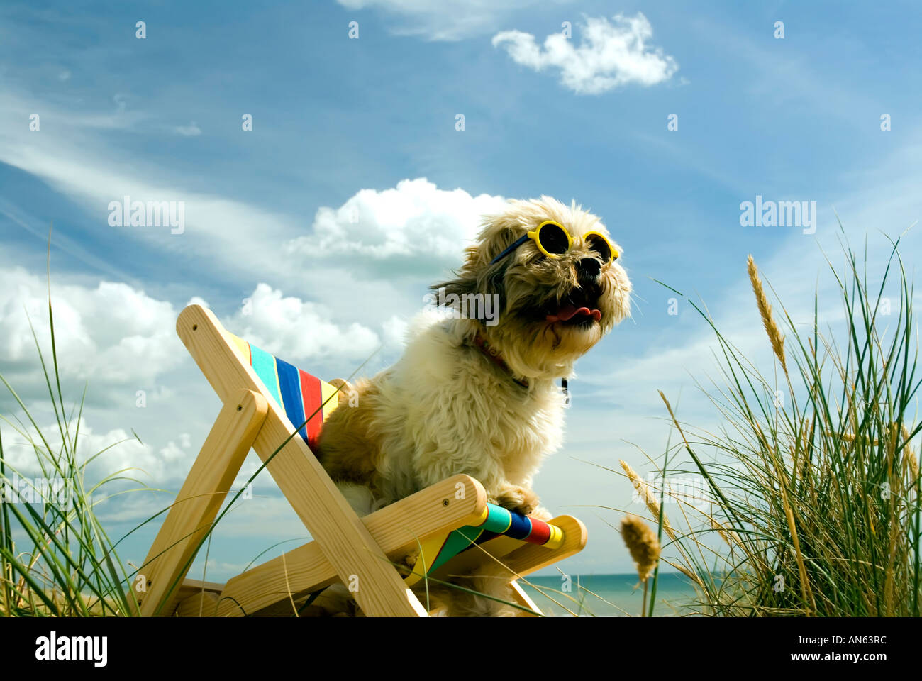 Toby Schitzu Shih Tzu chien dans un transat et lunettes de Camber Sands East Sussex Grande-bretagne Royaume-uni Angleterre Banque D'Images