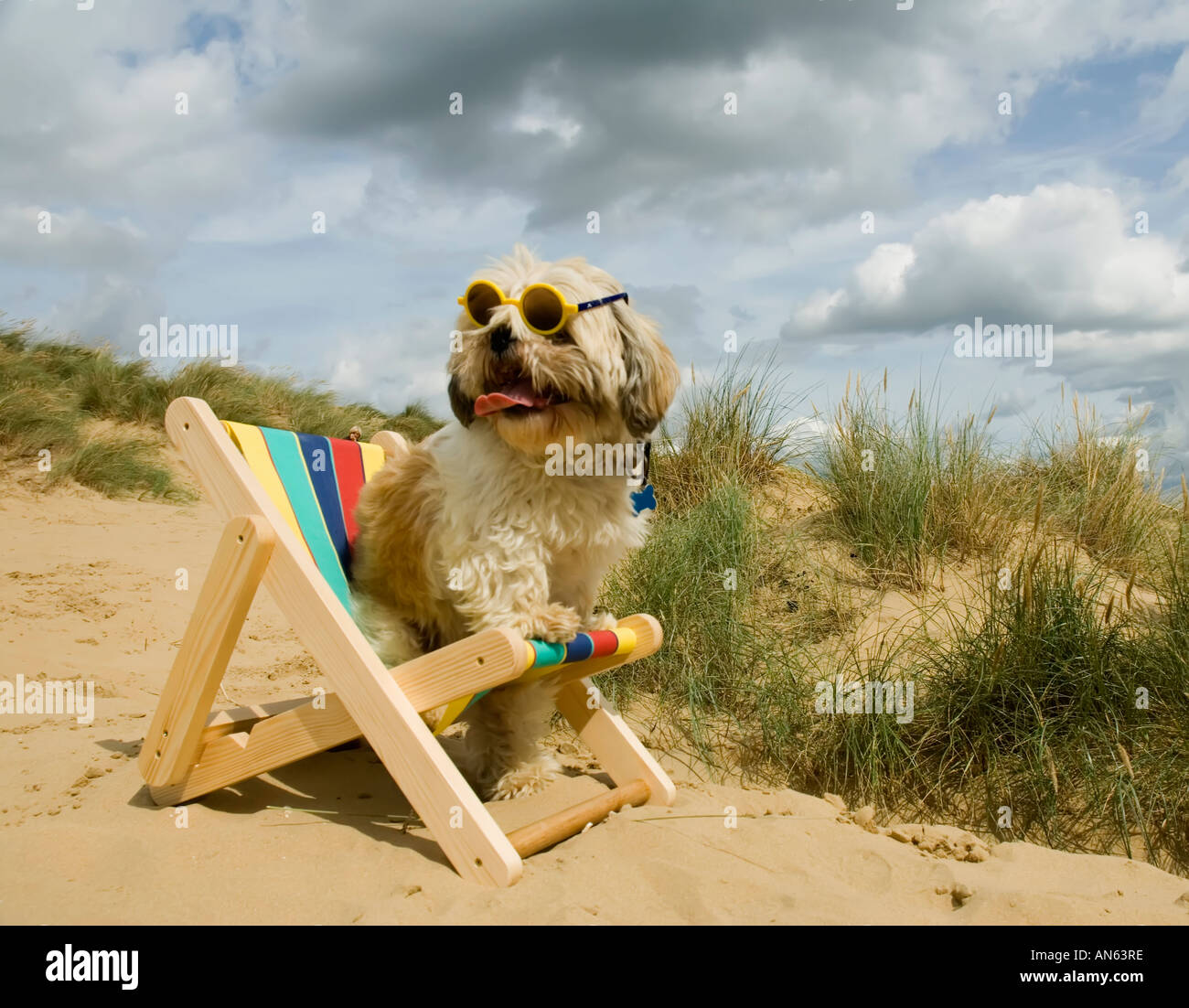 Toby Schitzu Shih Tzu chien dans un transat et lunettes de Camber Sands East Sussex Grande-bretagne Royaume-uni Angleterre Banque D'Images
