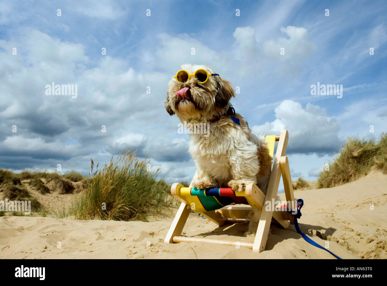 Toby Schitzu Shih Tzu chien dans un transat et lunettes de Camber Sands East Sussex Grande-bretagne Royaume-uni Angleterre Banque D'Images