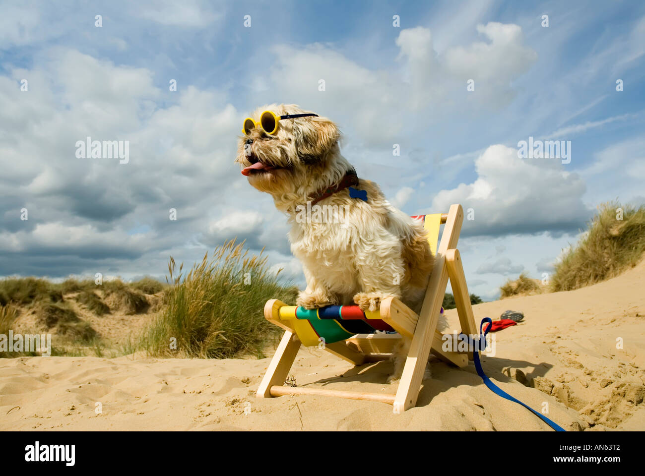 Schitzu Shih Tzu chien dans un transat et lunettes de Camber Sands East Sussex Grande-bretagne Royaume-uni Angleterre Banque D'Images