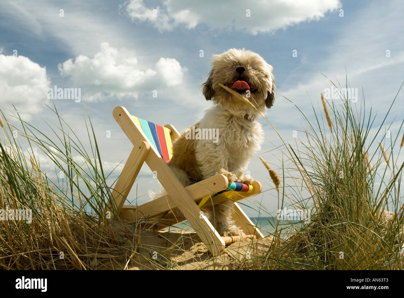 Toby Schitzu Shih Tzu chien dans un transat et lunettes de Camber Sands East Sussex Grande-bretagne Royaume-uni Angleterre Banque D'Images