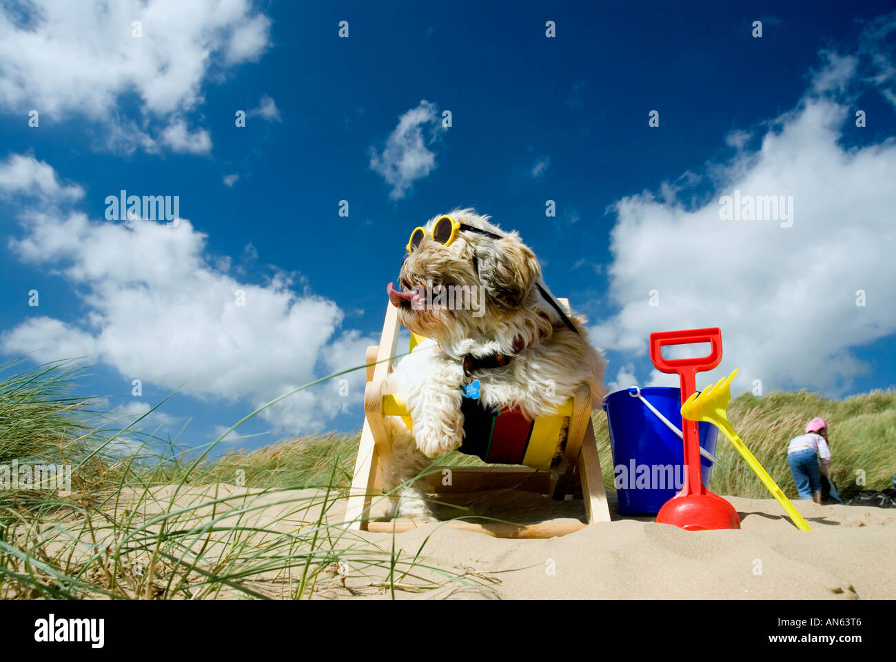 Toby Schitzu Shih Tzu chien dans un transat et lunettes de Camber Sands East Sussex Grande-bretagne Royaume-uni Angleterre Banque D'Images