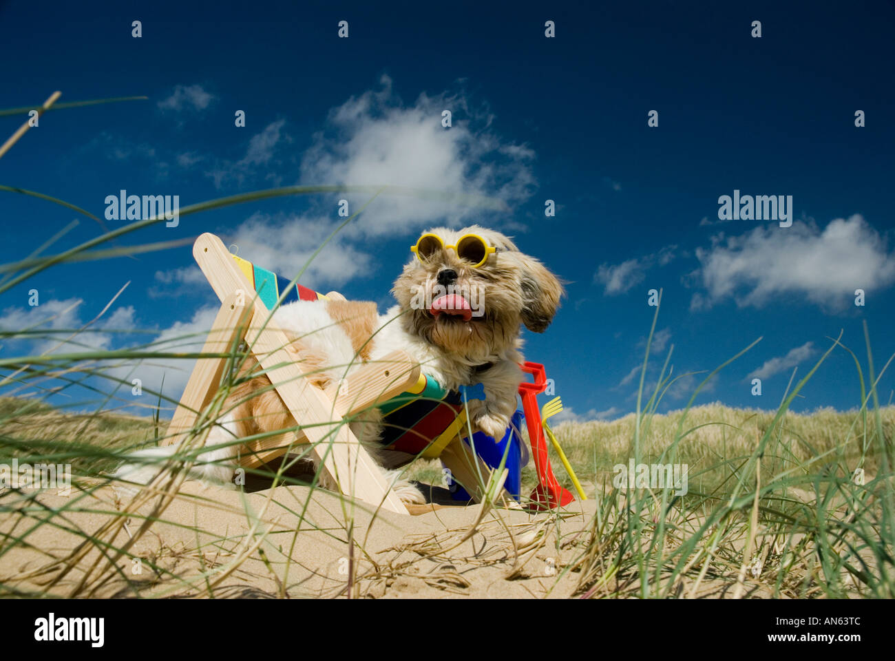 Toby Schitzu Shih Tzu chien dans un transat et lunettes de Camber Sands East Sussex Grande-bretagne Royaume-uni Angleterre Banque D'Images