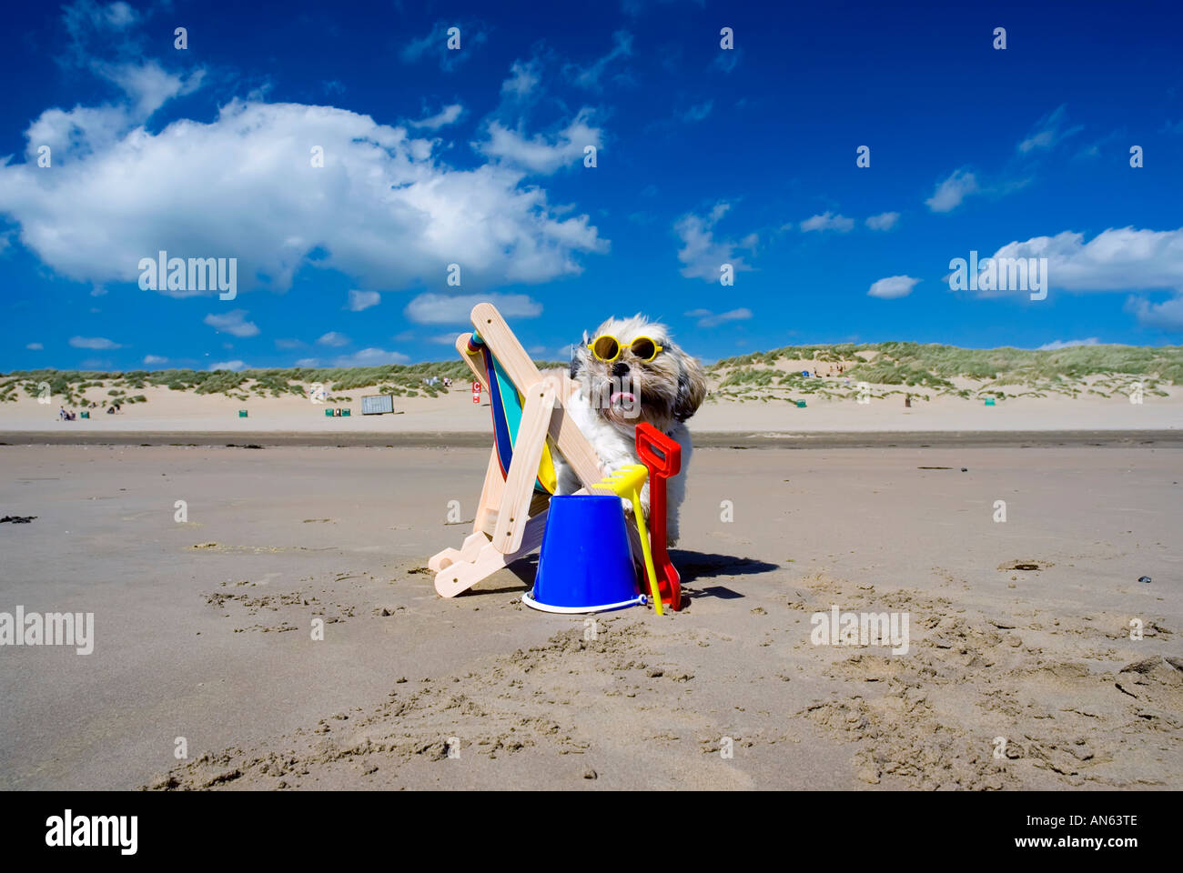 Toby Schitzu Shih Tzu chien dans un transat et lunettes de Camber Sands East Sussex Grande-bretagne Royaume-uni Angleterre Banque D'Images