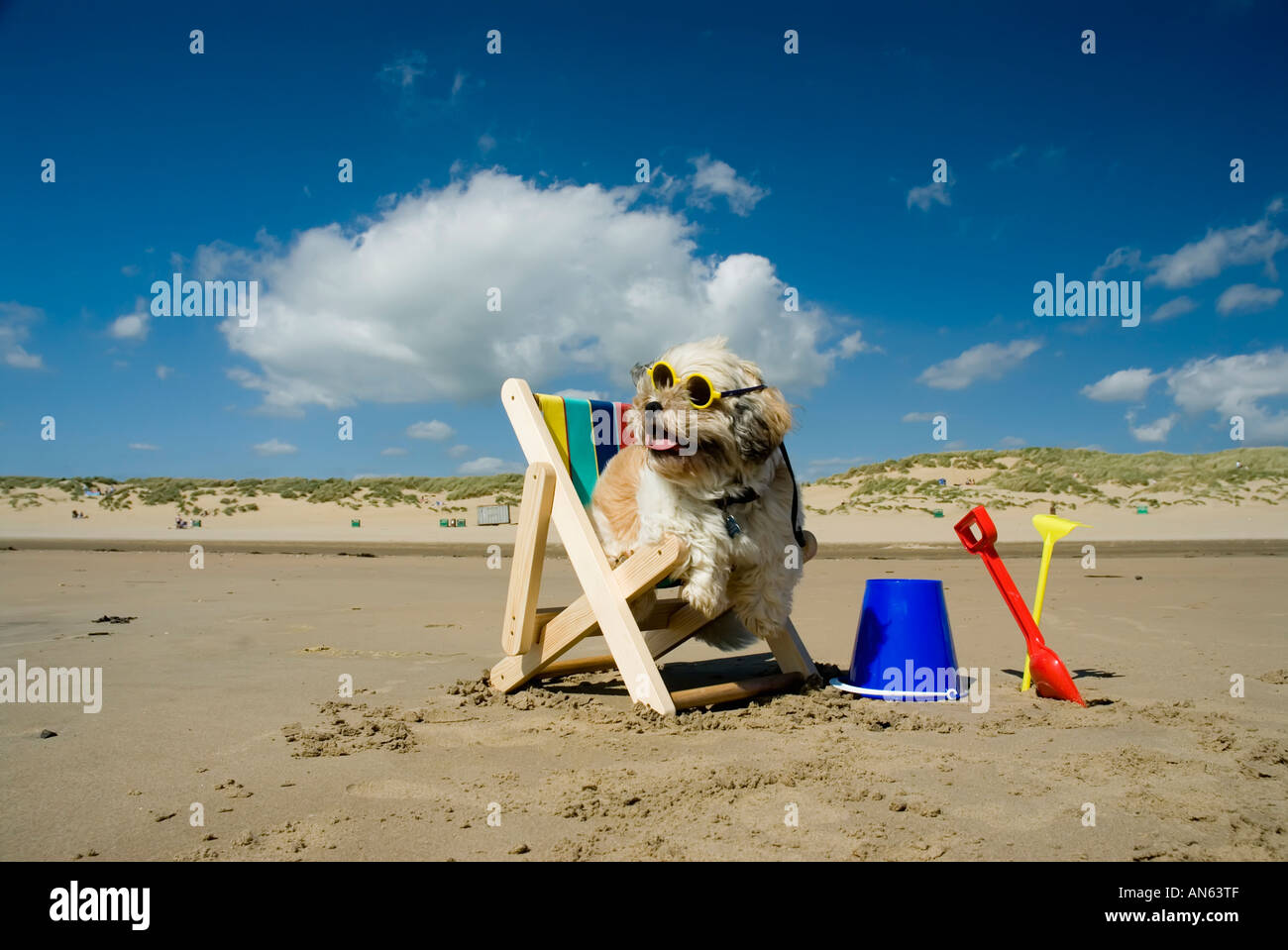 Toby Schitzu Shih Tzu chien dans un transat et lunettes de Camber Sands East Sussex Grande-bretagne Royaume-uni Angleterre Banque D'Images