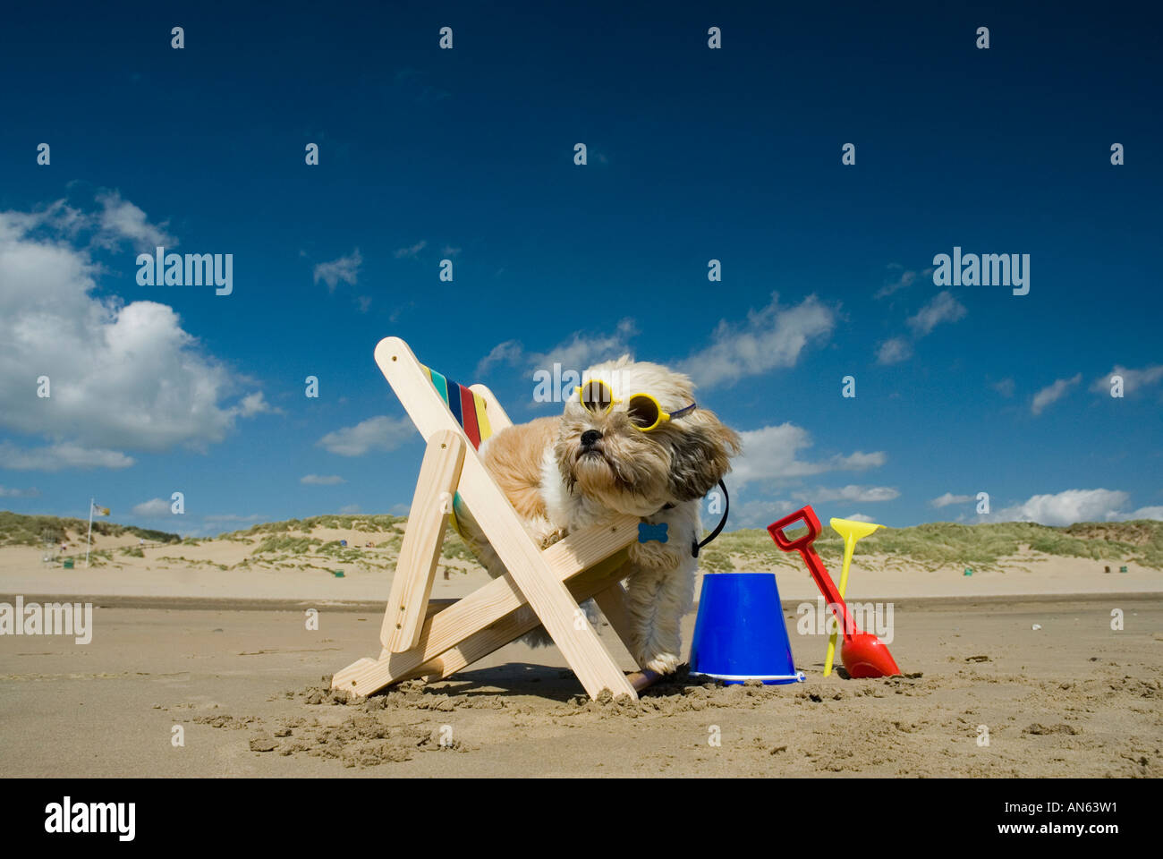 Toby Schitzu Shih Tzu chien dans un transat et lunettes de Camber Sands East Sussex Grande-bretagne Royaume-uni Angleterre Banque D'Images